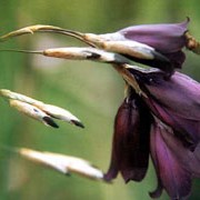 'Merlin' is an upright, clump-forming, cormous perennial with green, grass-like foliage and long pendulous flower stems with clusters of dark purple flowers in summer.
 Dierama 'Merlin' added by Shoot)