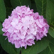 'Pink' is a decidous, upright, spreading shrub with green, ovate, serrated leaves and large domes of pink and white, serrated edge, lace-cap flowers in summer. Requires acidic soil to achieve the pink colour. Hydrangea macrophylla 'Pink'   added by Shoot)