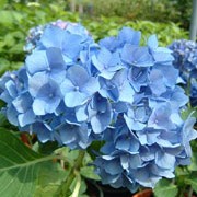 'Renate Steiniger' is a hortensia type, decidous, upright, spreading shrub with shiny, ovate, green leaves and the best blue dome flowers in early and late summer. Needs acidic soil for the blue colour. Hydrangea macrophylla 'Renate Steiniger' added by Shoot)