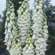'Alba' is an upright biennial with hairy, dark green basal leaves and tall spikes of white flowers in midsummer. Digitalis purpurea 'Alba' added by Shoot)