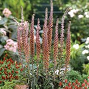 'Milk Chocolate' is a biennial with glossy, dark green basal leaves and tall, upright spikes of red-brown flowers with purple veining in summer. Digitalis parviflora 'Milk Chocolate' added by Shoot)