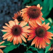 'Sunset' is an upright perennial with toothed, dark green leaves and orange flower petals radiating from a copper cone in midsummer and early autumn.
 Echinacea 'Sunset' added by Shoot)