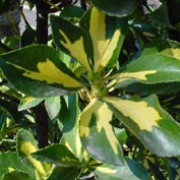 'Aureus' is a dense, bushy, evergreen shrub with oval, glossy, dark green leaves with a central golden mark. Small green flowers bloom in summer and are occasionally followed by fruit in autumn. Euonymus japonicus 'Aureus' added by Shoot)