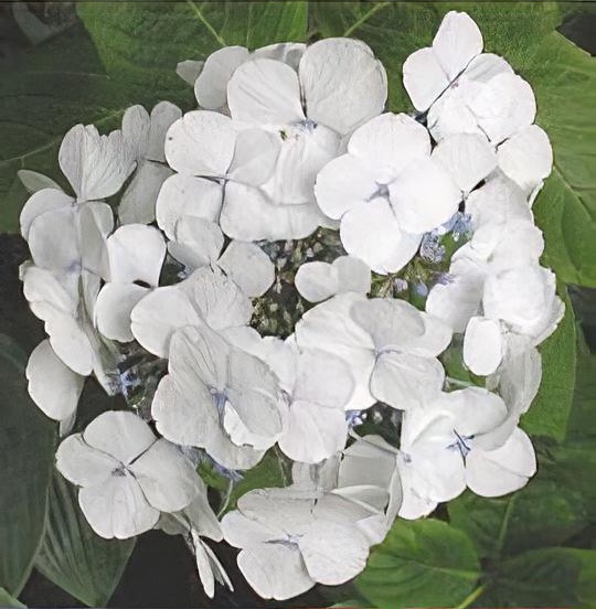 Hydrangea macrophylla 'Teller White' 