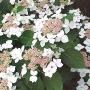 'White' is a deciduous, upright, hortensia group shrub with dark green, glossy, serrated leaves and flattened “mop heads” of white flowers in summer. Hydrangea macrophylla 'White' added by Shoot)