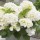 Hydrangea macrophylla White Added by Verena Scrimshire