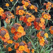 'Apricot Delight' is a compact, bushy, semi-evergreen perennial with lush, green leaves and erect racemes of fragrant, apricot-orange flowers in early spring to late summer. Erysimum 'Apricot Delight' added by Shoot)