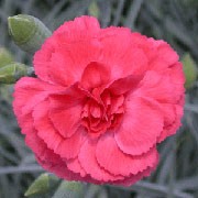 'Diane' is a compact, mounded, evergeen perennial with linear, grey-green leaves and scented, double, rose-pink flowers in early summer to autumn.
 Dianthus 'Diane' added by Shoot)