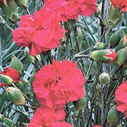 'Joy' is a compact, mounded, evergeen perennial with linear, grey-green leaves and scented, semi-double, deep red flowers borne on strong stems in early summer to autumn.
 Dianthus 'Joy' added by Shoot)