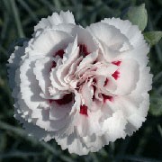 'Cranmere Pool' is a compact, mounded, evergeen perennial with linear, grey-green leaves and scented, double, white to palest pink flowers with magenta centres in early summer to autumn.
 Dianthus 'Cranmere Pool' added by Shoot)