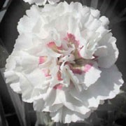 'Alan Titchmarsh' is a spreading, clump-forming, evergeen perennial with linear, grey-green leaves and fragrant, double, white flowers with soft, pink centres in late spring to autumn. Dianthus 'Alan Titchmarsh' added by Shoot)