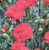 Dianthus 'Rose Joy'