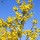 'Weekend' is a compact, deciduous shrub with erect, arching branches and abundant, bright golden-yellow flowers on bare stems in spring. Forsythia x intermedia 'Weekend' added by Shoot)