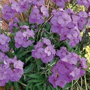 'Winter Joy' is a bushy, evergreen perennial with narrow, grey-green leaves and erect racemes of purple flowers in late winter to midsummer.
Wallflowers are nectar rich plants, which encourage benefical wildlife, such as ladybirds, lacewings and hoverflies into the garden

 Erysimum 'Winter Joy' added by Shoot)