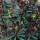 'Craigieburn' is a bushy, upright, evergreen perennial with dark purple, spoon-shaped leaves and lime-green flowers in spring. Euphorbia amygdaloides 'Craigieburn'  added by Shoot)