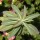 'Excalibur' is an upright, deciduous perennial with purple-red leaves in spring turning grey-green with age and bright yellow flower-heads in summer. Euphorbia 'Excalibur' added by Shoot)