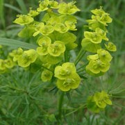Euphorbia cyparissias added by Shoot)