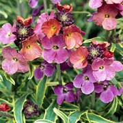 'Stars and Stripes' is a bushy, evergreen perennial with narrow, green and yellow variegated leaves and erect racemes of bright purple and red flowers from late winter to early summer. Erysimum 'Stars and Stripes' added by Shoot)