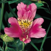 'Inca Glow' is a semi-dwarf, clump-forming, herbaceous perennial with lance-shaped, blue-green leaves and upright stems bearing terminal umbels of bright pink flowers with yellow centres in summer through autumn. Alstroemeria 'Inca Glow' added by Shoot)