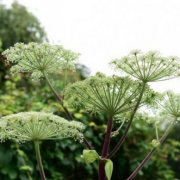 Angelica sylvestris (Wild angelica) (27/07/2017) Angelica sylvestris added by Shoot)