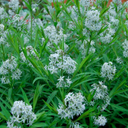 Amsonia tabernaemontana (06/09/2017) Amsonia tabernaemontana added by Shoot)