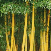 P. aureosulcata f. aureocaulis is a clump-forming, evergreen bamboo with narrow, lance-shaped, mid-green leaves and yellow canes with green stripes near the base. Phyllostachys aureosulcata f. aureocaulis added by Shoot)