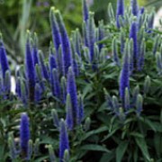 'Glory' is a compact, clump-forming herbaceous perennial with mid-green, lance shaped leaves.  In summer, it bears narrow spikes of blue-purple flowers on leafy stems. Veronica spicata 'Glory' added by Shoot)
