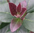 Viburnum tinus 'Purpureum'