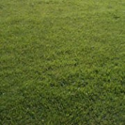 Poa annua added by Shoot)
