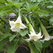 Brugmansia arborea  added by Shoot)
