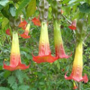 Brugmansia sanguinea added by Shoot)