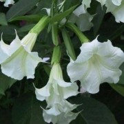  (16/12/2019) Brugmansia suaveolens added by Shoot)