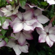 'Fond Memories' is a deciduous, climbing perennial with glossy, dark green leaves and pale pink flowers with rose-lavender margins and stamens. This variety flowers in spring and early summer, and again in autumn. Clematis 'Fond Memories' added by Shoot)