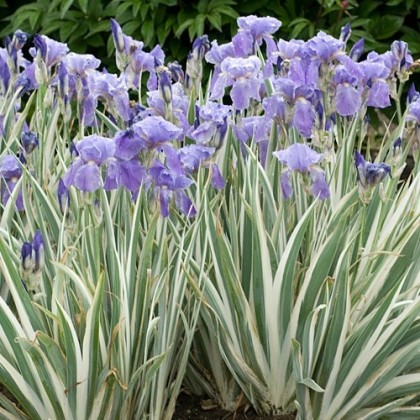 Iris pallida 'Argentea Variegata'    
