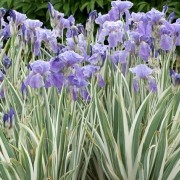 Iris pallida 'Argentea Variegata' (05/05/2016) Iris pallida 'Argentea Variegata'     added by Shoot)