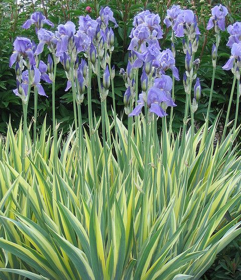 Iris pallida 'Aurea Variegata'    