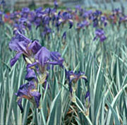 Iris pallida 'Aurea Variegata' 