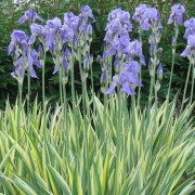 Iris pallida 'Aurea Variegata' (Sweet iris) (08/10/2020) Iris pallida 'Aurea Variegata'     added by Shoot)