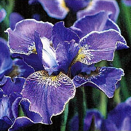 Iris sibirica 'Silver Edge' 