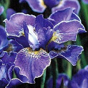 'Silver Edge' is a perennial, rhizomatous Iris that features upright, strap-like, semi-evergreen, blue-green foliage. It has medium-sized, mid-blue flowers with silver, ruffled edges in early summer. Iris sibirica 'Silver Edge'   added by Shoot)