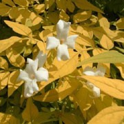 'Fiona Sunrise' is a perennial climber with golden-yellow, fern-like foliage and fragrant, white flowers from summer until early autumn. Jasminum officinale 'Fiona Sunrise' added by Shoot)