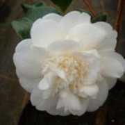 'Nobilissima' is an upright, vigorous, evergreen shrub with glossy, dark green leaves and double white flowers with pale yellow shading in mid-winter to early spring. Camellia japonica 'Nobilissima' added by Shoot)