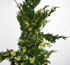 Juniperus chinensis 'Kaizuka Variegata'