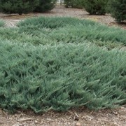  (01/12/2020) Juniperus horizontalis 'Blue Chip' added by Shoot)