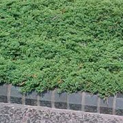 'Prince of Wales' is a flat, low-growing, evergreen conifer, which creeps horizontally. Its foliage is blue-green and the tips turn burgundy in winter. Juniperus horizontalis 'Prince of Wales'  added by Shoot)
