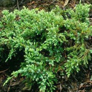 'Holger' is a compact, densely-branched, upward spreading, coniferous shrub with evergreen, blue-green foliage. It is noted for its yellow new growth that creates an attractive bicolour foliage effect in spring.  Juniperus squamata 'Holger'  added by Shoot)
