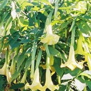 Brugmansia x insignis added by Shoot)