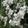 'Arctic Snow' is an evergreen shrub with narrow, grey-green leaves. It bears fragrant, white flowers on spikes from mid to late summer. Lavandula angustifolia 'Arctic Snow' added by Shoot)