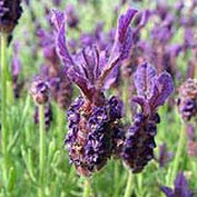 'Regal Splendour' is a bushy, evergreen shrub with linear, grey-green leaves. In spring it bears fragrant spikes of  dark, purple-violet flowers topped with dark purple bracts. Lavandula 'Regal Splendour' added by Shoot)
