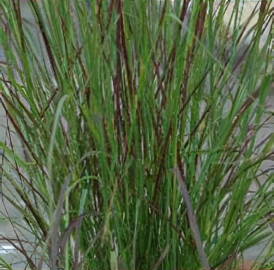 Eragrostis curvula 'Totnes Burgundy'